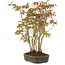 Acer palmatum, 33 cm, ± 5 years old