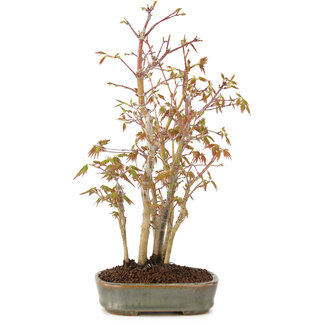 Acer palmatum, 31 cm, ± 5 anni