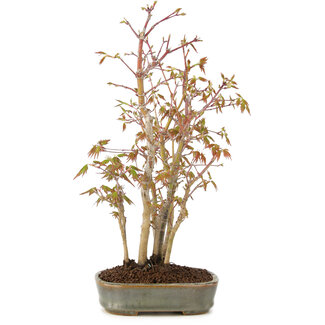 Acer palmatum, 31 cm, ± 5 Jahre alt