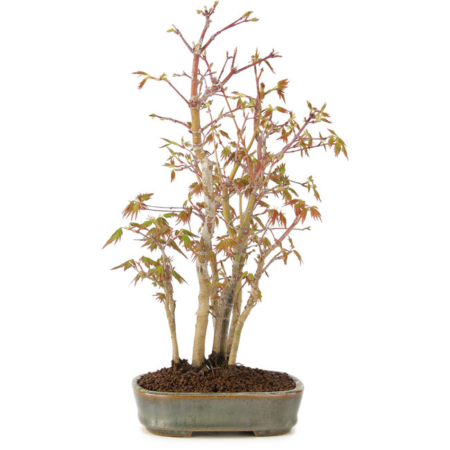 Acer palmatum, 31 cm, ± 5 years old