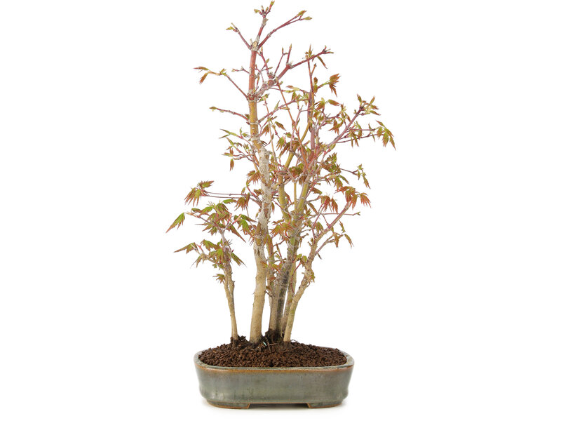 Acer palmatum, 31 cm, ± 5 years old