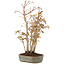 Acer palmatum, 31 cm, ± 5 years old