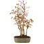 Acer palmatum, 31 cm, ± 5 years old