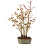 Acer palmatum, 31 cm, ± 5 years old