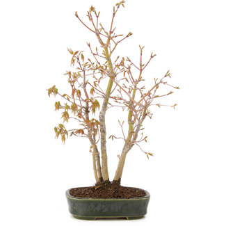 Acer palmatum, 32 cm, ± 5 Jahre alt