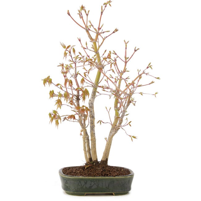 Acer palmatum, 32 cm, ± 5 years old