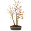 Acer palmatum, 32 cm, ± 5 years old