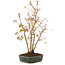 Acer palmatum, 32 cm, ± 5 years old