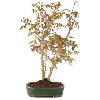 Acer palmatum, 32 cm, ± 5 Jahre alt