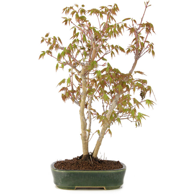 Acer palmatum, 32 cm, ± 5 years old