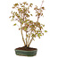 Acer palmatum, 32 cm, ± 5 years old