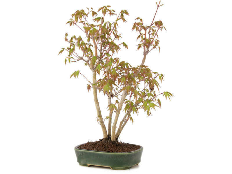 Acer palmatum, 32 cm, ± 5 years old
