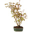 Acer palmatum, 32 cm, ± 5 years old