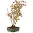 Acer palmatum, 32 cm, ± 5 jaar oud