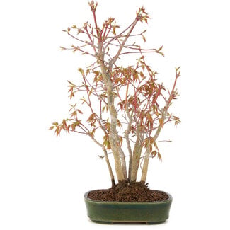 Acer palmatum, 32 cm, ± 5 Jahre alt