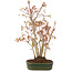 Acer palmatum, 32 cm, ± 5 years old