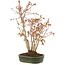 Acer palmatum, 32 cm, ± 5 years old