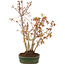 Acer palmatum, 32 cm, ± 5 years old