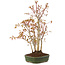 Acer palmatum, 32 cm, ± 5 years old