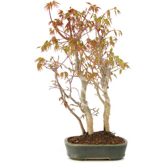 Acer palmatum, 34 cm, ± 5 ans