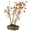 Acer palmatum, 34 cm, ± 5 years old