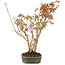 Acer palmatum, 34 cm, ± 5 jaar oud