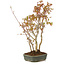 Acer palmatum, 34 cm, ± 5 years old