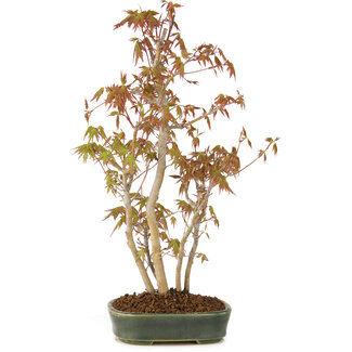 Acer palmatum, 36 cm, ± 5 jaar oud