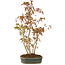 Acer palmatum, 36 cm, ± 5 years old