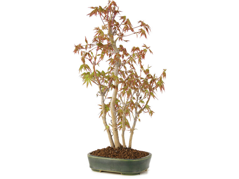 Acer palmatum, 36 cm, ± 5 years old