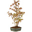 Acer palmatum, 36 cm, ± 5 years old