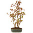 Acer palmatum, 36 cm, ± 5 years old