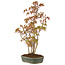 Acer palmatum, 36 cm, ± 5 years old