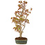 Acer palmatum, 36 cm, ± 5 years old