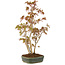 Acer palmatum, 36 cm, ± 5 jaar oud