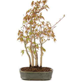 Acer palmatum, 29 cm, ± 5 años
