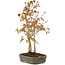 Acer palmatum, 29 cm, ± 5 jaar oud