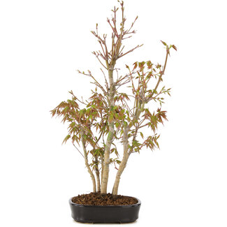 Acer palmatum, 38 cm, ± 5 anni
