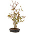 Acer palmatum, 38 cm, ± 5 years old