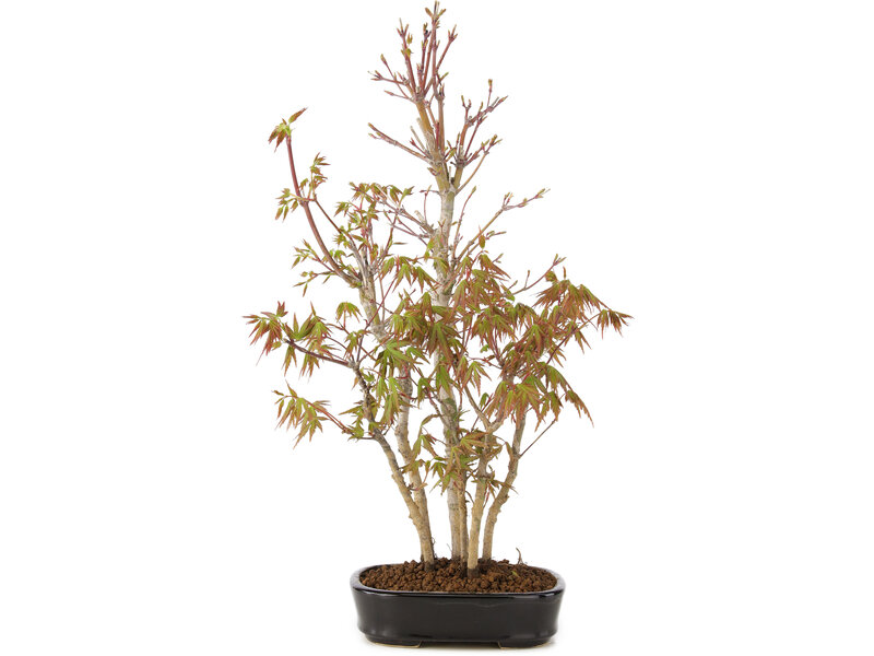 Acer palmatum, 38 cm, ± 5 years old