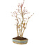 Acer palmatum, 34 cm, ± 5 years old