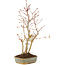 Acer palmatum, 34 cm, ± 5 years old