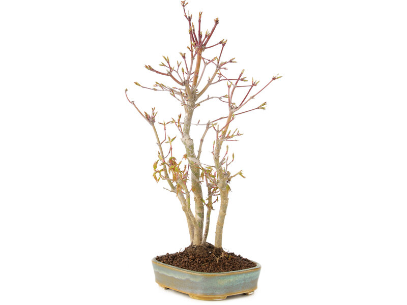 Acer palmatum, 34 cm, ± 5 years old