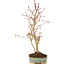 Acer palmatum, 34 cm, ± 5 jaar oud