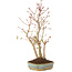 Acer palmatum, 34 cm, ± 5 years old