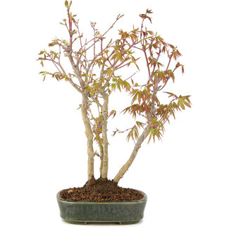 Acer palmatum, 33 cm, ± 5 ans