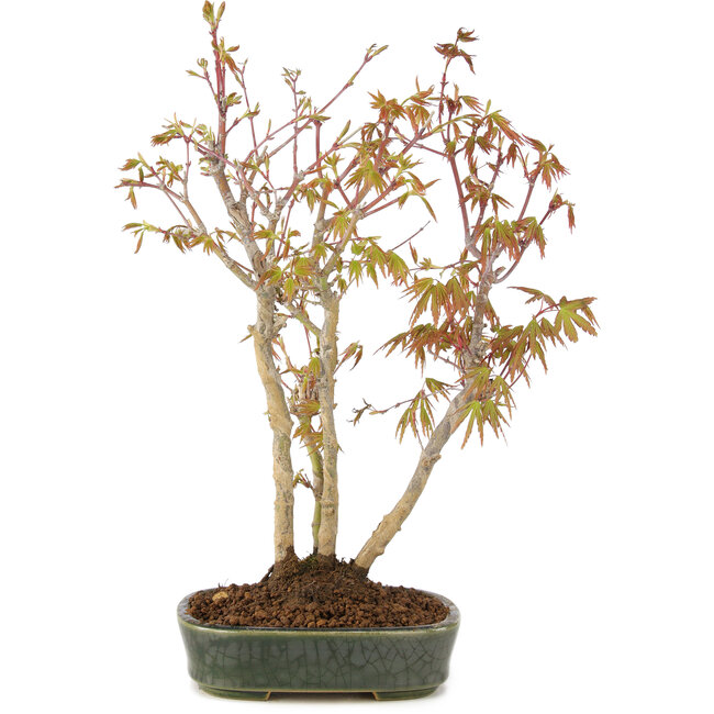 Acer palmatum, 33 cm, ± 5 years old