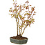 Acer palmatum, 33 cm, ± 5 years old