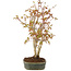 Acer palmatum, 33 cm, ± 5 years old