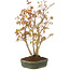 Acer palmatum, 33 cm, ± 5 years old